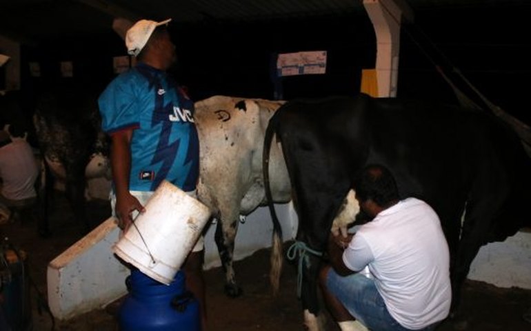 Torneios da 36º Expo Bacia Leiteira mostra diferencial da genética produzida em Alagoas