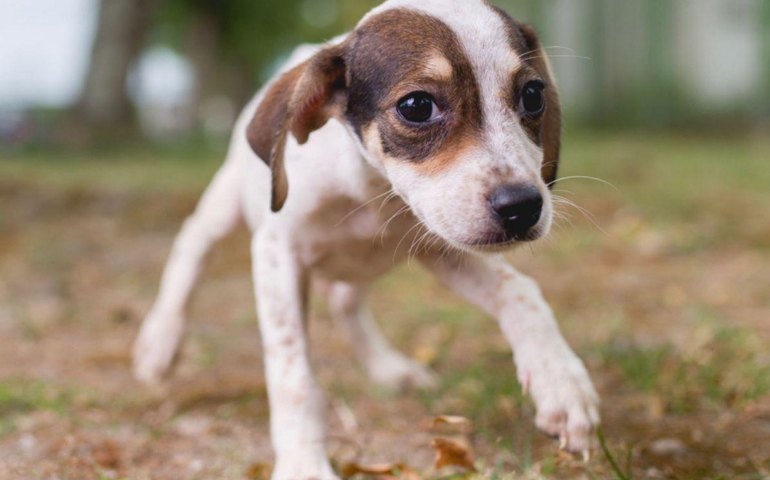 Feira de Adoção da Prefeitura de Maceió acontece neste domingo (20) na Rua Aberta da Ponta Verde