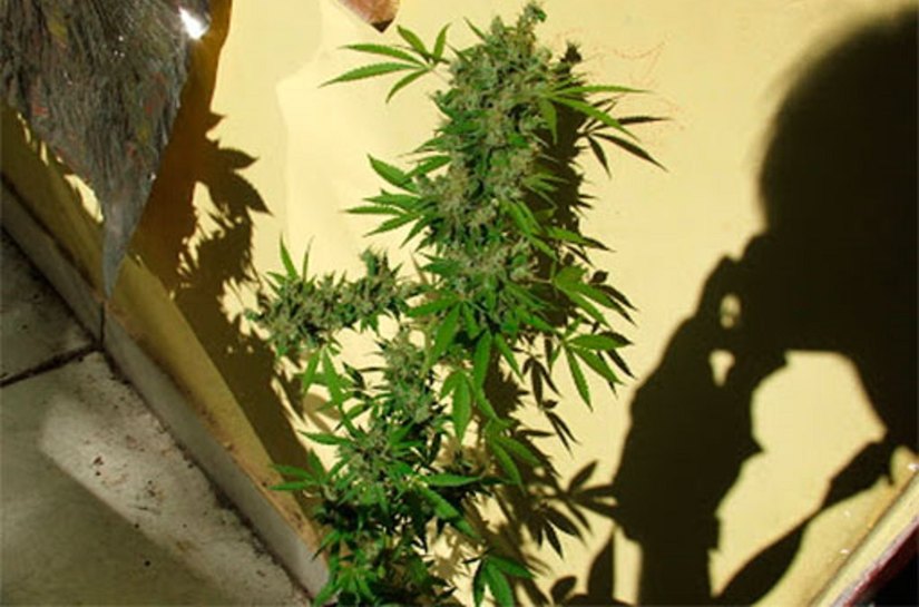 Portal oferece ensino a distância a respeito de políticas sobre drogas