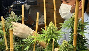 Cannabis sendo cultivada para uso médico. Fonte: Internet