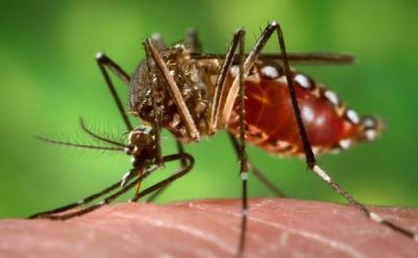 Agência da ONU discute combate ao Aedes em reunião no Brasil