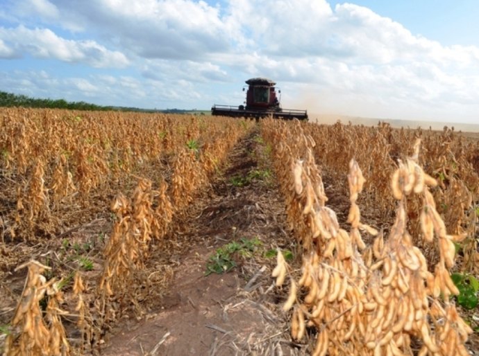 Agricultura promove Dia de Campo sobre cultura da soja nesta terça (31)
