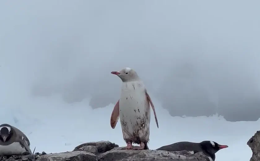 Pinguim raro é avistado na Antártida: 'completamente branco'