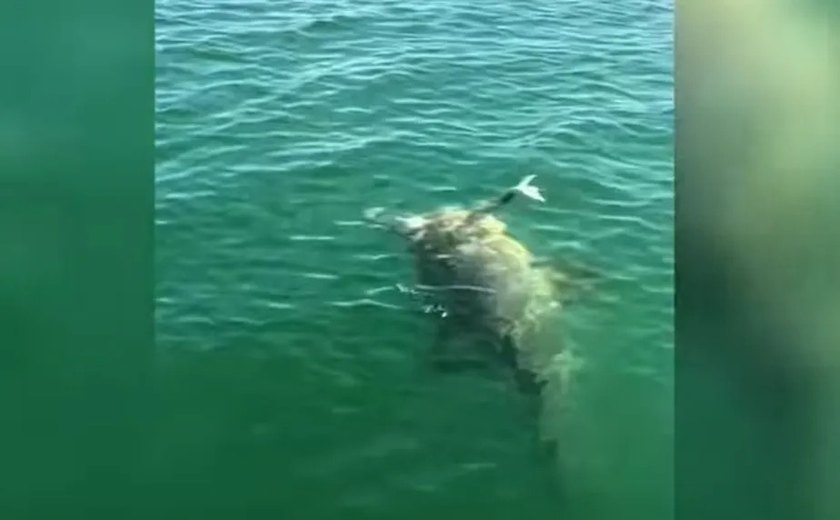 'Tubarão terminator': pescador luta contra o animal, mas acaba perdendo pedaço da perna em rio na Índia; vídeo