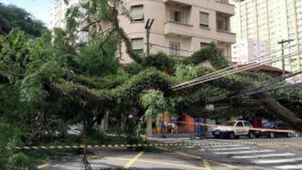 Temporal derruba 198 árvores e fecha Parque Ibirapuera, em São Paulo