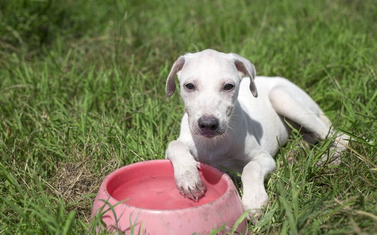 Saúde orienta tutores sobre cuidados com pets durante o verão