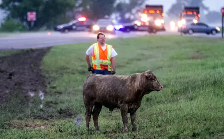 Vacas fogem após acidente e provocam caos em rodovia no estado de Washington