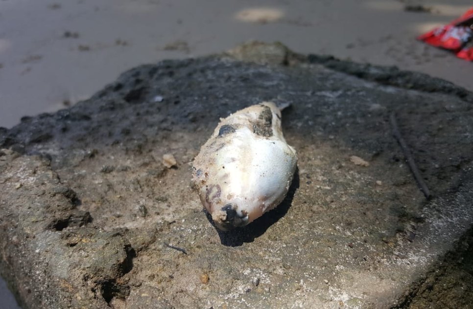 peixe morto
