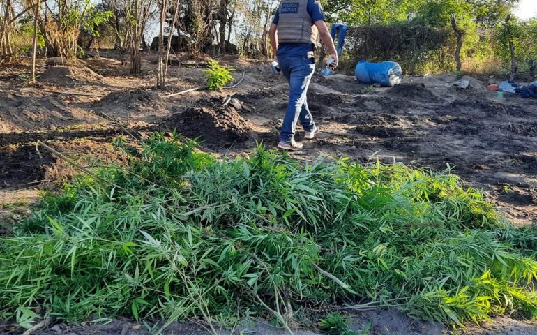 Operação conjunta da PMAL e PCAL apreende 300 pés de maconha em Inhapi