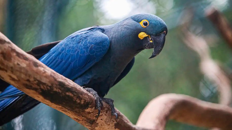 Lista de fauna ameaçada tem 180 animais incluídos e 150 retirados
