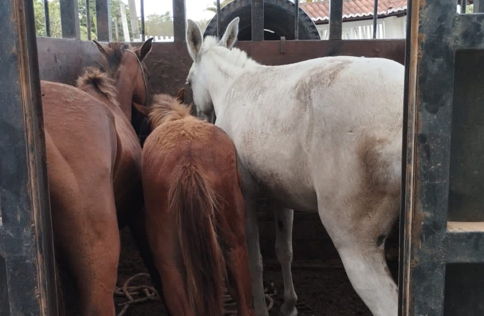 Policia Civil furto de animais / Foto: SSP/SE