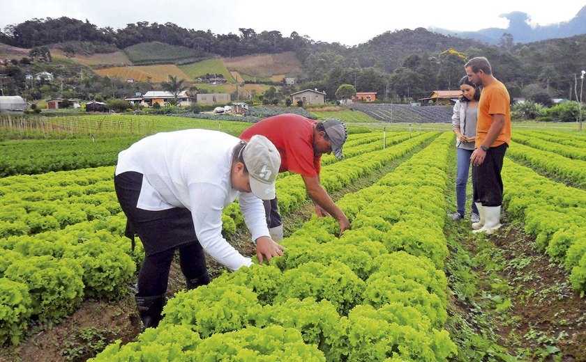 Compras públicas aumentam renda de agricultores familiares em até 106%