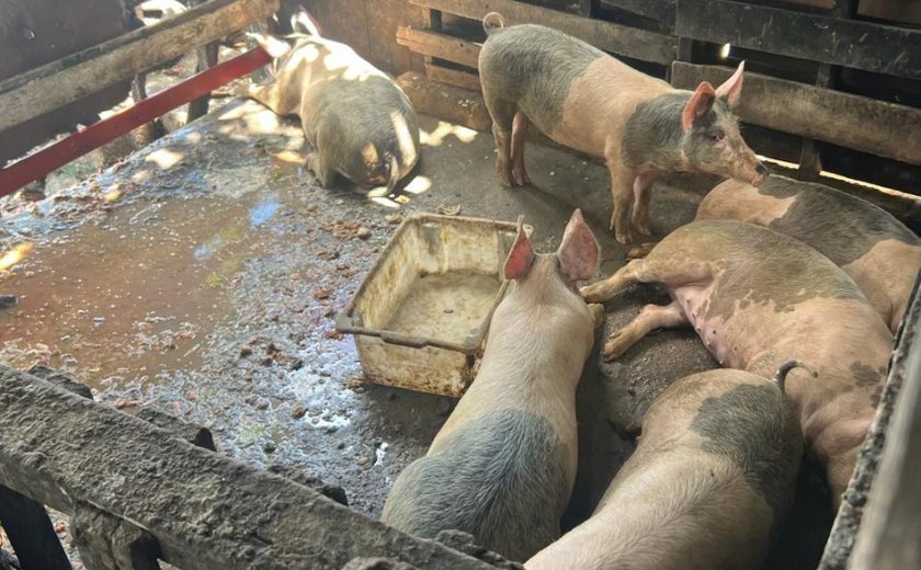 Visa de Maceió intensifica combate ao abate clandestino de suínos