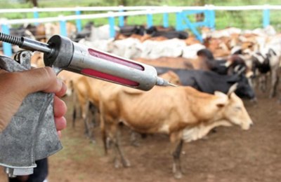 Vacinação contra febre aftosa foi prorrogada até 15 de junho
