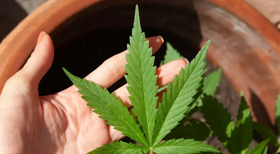 cannabis-5003423 / Foto: Foto: lovingimages/pixabay