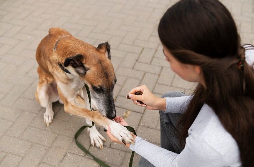 Prefeitura de Palmeira enviará à Câmara projeto que cria Código de Defesa e Bem-Estar Animal
