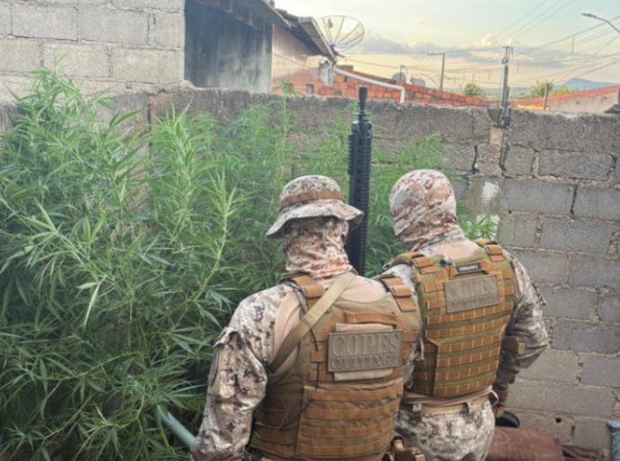 Polícia Militar flagra plantio de maconha em Canapi