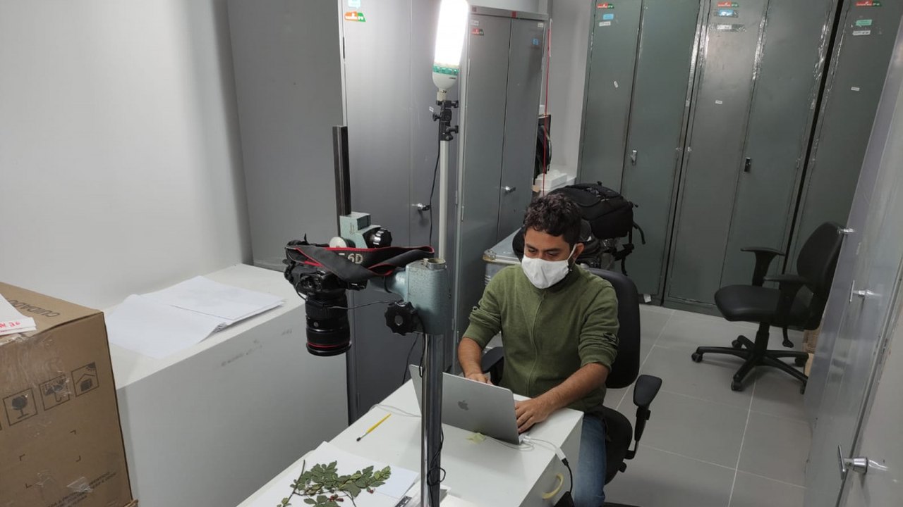 Herbário MAC prossegue com trabalhos de digitalização de plantas