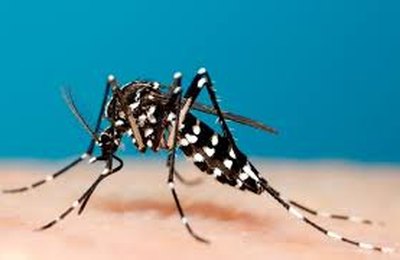 Boletim Epidemiológico traz menor gravidade em casos de dengue