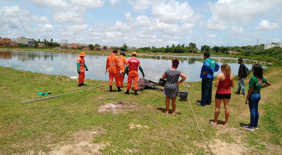 Cavalo é resgatado após cair em estação de tratamento de água no município de São Cristóvão / Foto: Foto: CBMSE/Divulgação