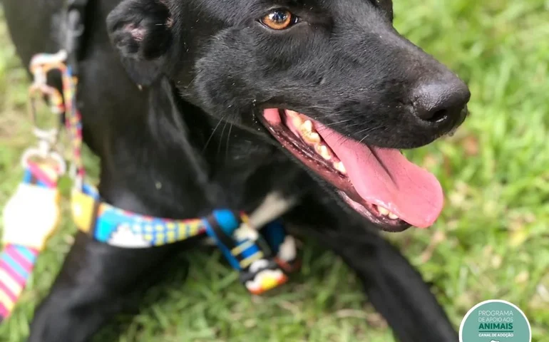 Focinho Responsável promove evento Viva Pet – Integrando Vidas