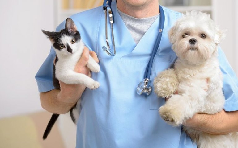 Prefeitura de Penedo promove castração gratuita de cães e gatos