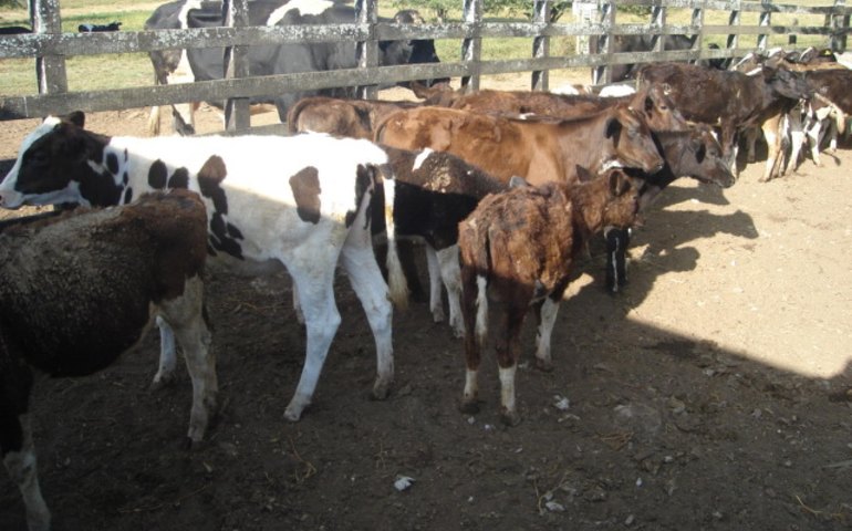 Adeal inicia primeira etapa da vacinação contra brucelose em 2026