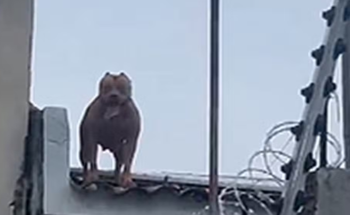 Cadela sobe em telhados e assusta moradores em Arapiraca, no Agreste