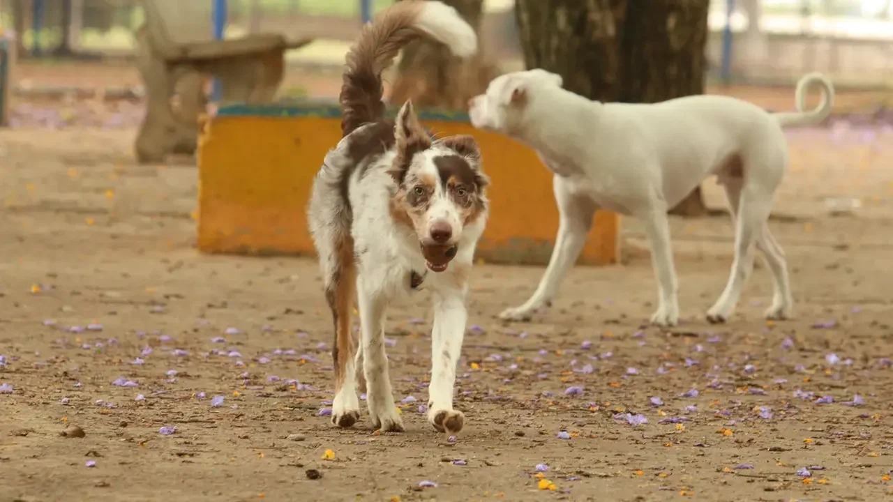Quer fortalecer o vínculo com seu cachorro? Só jogar a bolinha não basta, revela estudo