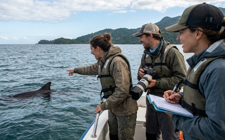 Tubarões retornam à Baía da Ilha Grande para reprodução e cientistas celebram chegada das fêmeas da espécie