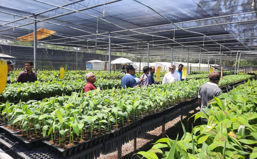 Adeal e produtores de banana de Igreja Nova e Coruripe realizam visita técnica em Sergipe