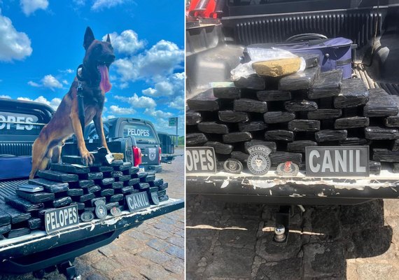 Cães farejadores ajudam na apreensão de 40 kg de maconha