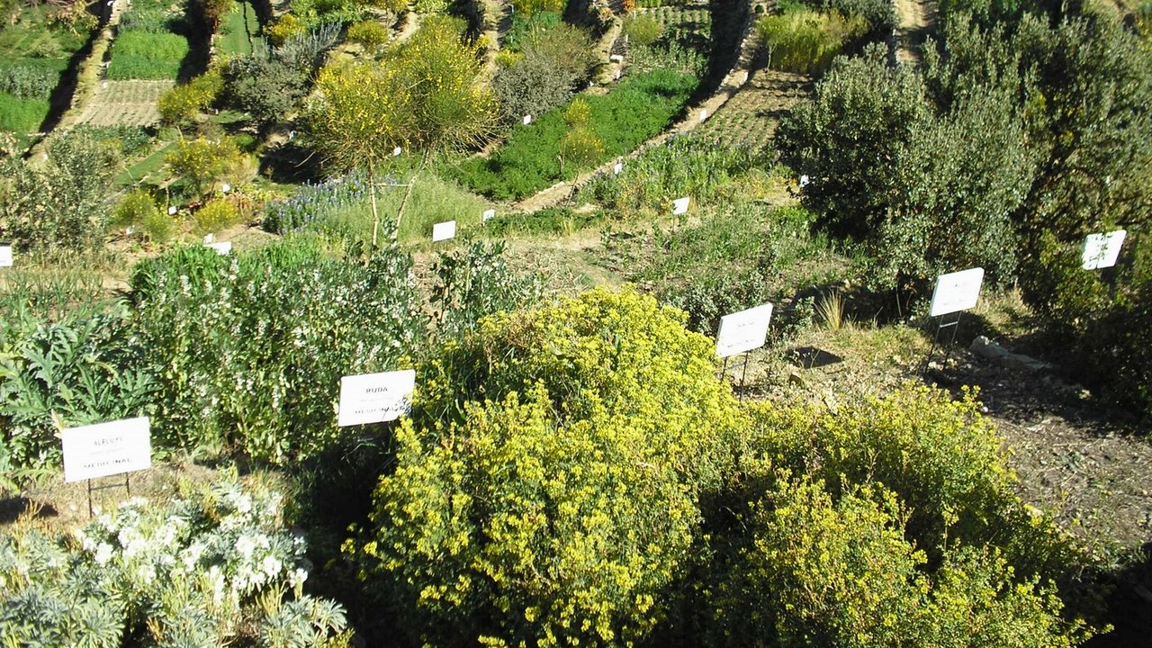 Produtores de APL Fitoterápicos recebem mudas de plantas medicinaisv