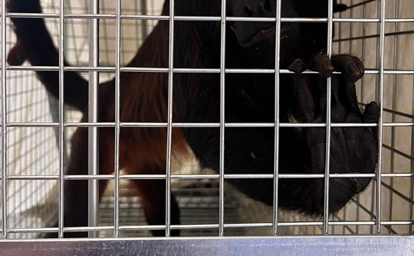 Técnicos do IMA e do Ibama capturam macaco bugiu que apareceu em Satuba