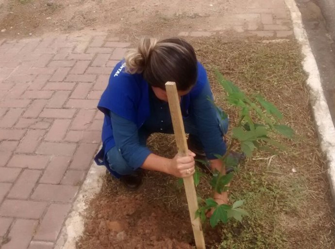 Secretaria de Meio Ambiente vai plantar 500 mudas para arborizar Marechal