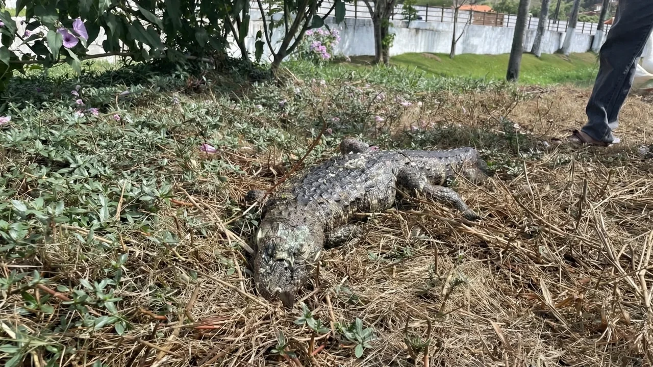 Segundo jacaré é encontrado morto no açude do Goití em menos de 15 dias em Palmeira dos Índios