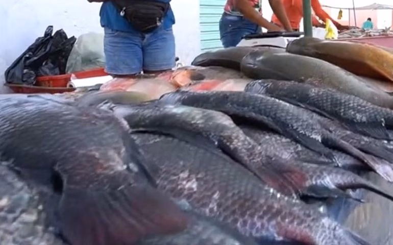 Vigilância Sanitária de Penedo orienta população sobre compra de peixe