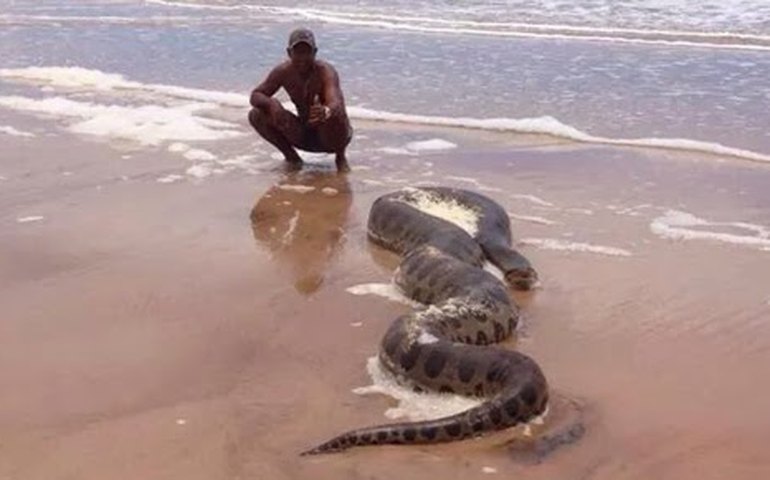 Cobra Sucuri é encontrada na Praia do Peba em Piaçabuçu