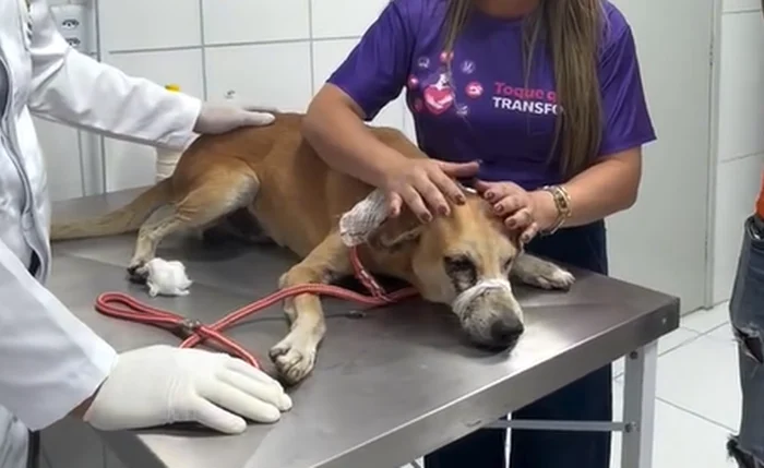 Cachorro foi atingido por disparo de arma de pressão no olho, em União dos Palmares