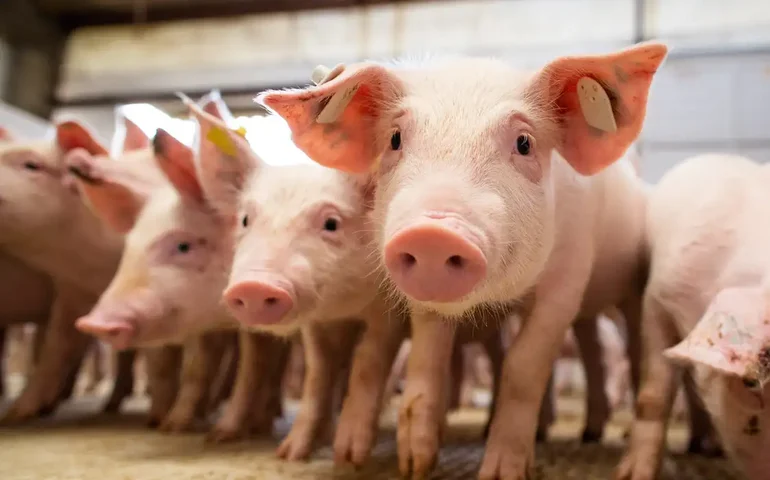 Torcedor que levou cabeça de porco a clássico se apresenta à delegacia: 'Provocação sadia'