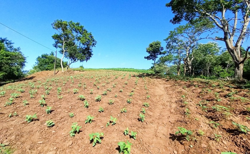 Projeto garante terra, assistência técnica e comercialização em Viçosa