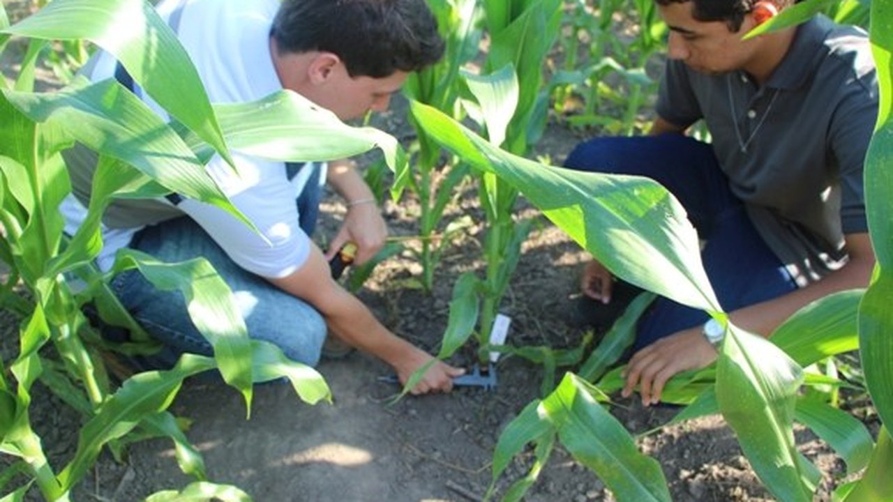 Pesquisa gera indicadores para aumentar produção de milho em Alagoas