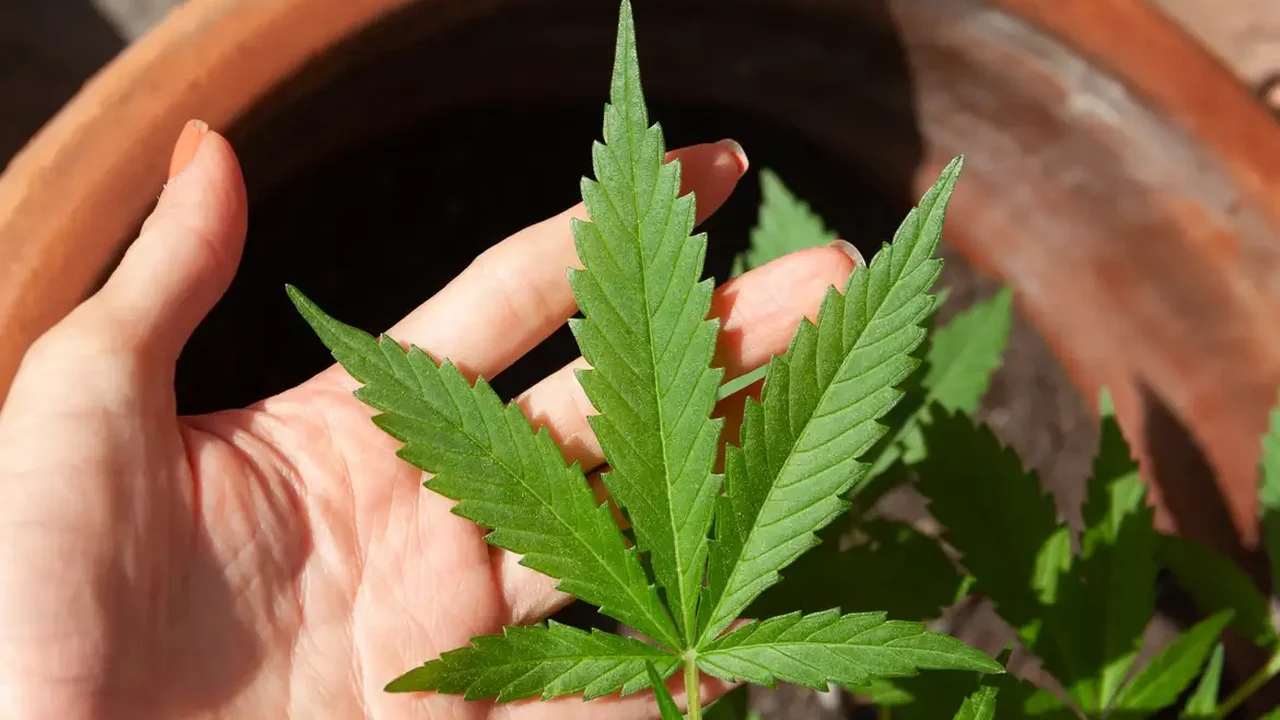 EUA devem anunciar reclassificação da maconha e reduzir restrições ao uso 