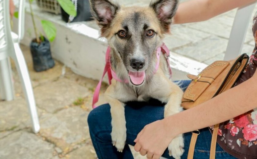 Programa Castrapet amplia ações com sua 4ª edição em Penedo