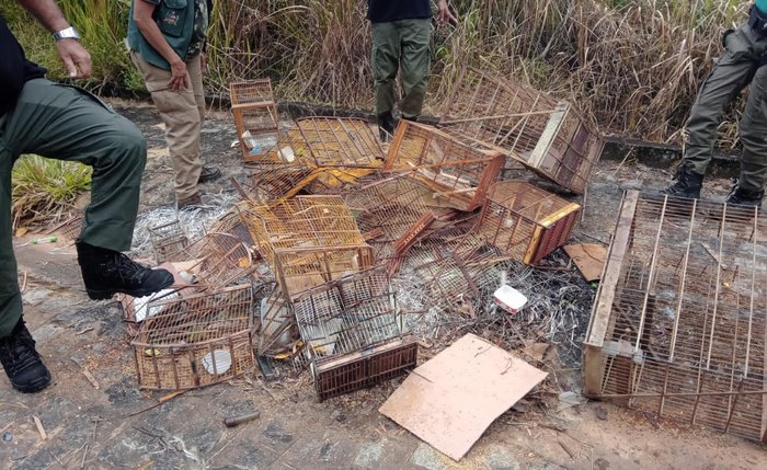 Além dos resgates, 270 gaiolas e alçapões, 9 espingardas e 6 armadilhas do tipo tatuzeira foram destruídosm cativeiro