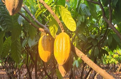 Dia do Cacau reforça papel do fruto na geração de renda e inclusão produtiva