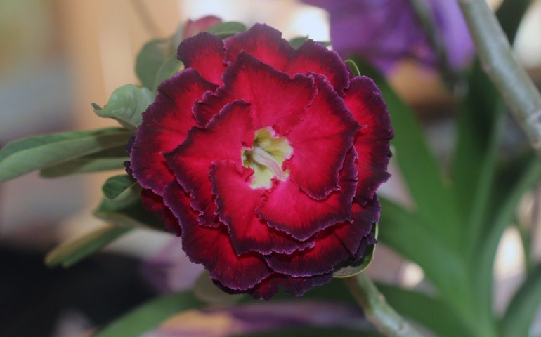 Especialista revela o motivo da rosa do deserto ser a planta queridinha do momento