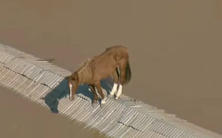 Cavalo Caramelo, símbolo das enchentes no RS, protagoniza chamada da série 'Yellowstone'