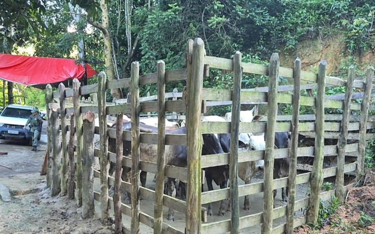 PM localiza abatedouro clandestino em Joaquim Gomes e flagra outros crimes ambientais