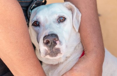 Saúde alerta população para os cuidados contra a Leishmaniose Visceral